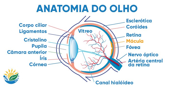 Luteina Zeaxantina Tagetes erecta macula retina